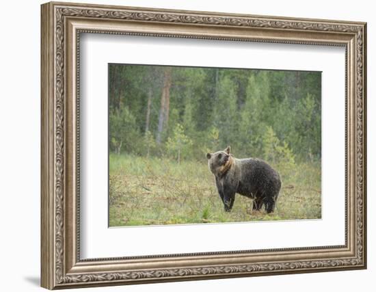 Brown bear (Ursus arctos), Finland, Scandinavia, Europe-Janette Hill-Framed Photographic Print