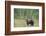 Brown bear (Ursus arctos), Finland, Scandinavia, Europe-Janette Hill-Framed Photographic Print