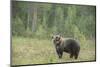 Brown bear (Ursus arctos), Finland, Scandinavia, Europe-Janette Hill-Mounted Photographic Print