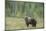 Brown bear (Ursus arctos), Finland, Scandinavia, Europe-Janette Hill-Mounted Photographic Print