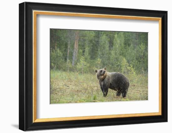 Brown bear (Ursus arctos), Finland, Scandinavia, Europe-Janette Hill-Framed Photographic Print