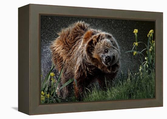 Brown-Bear, Ursus Arctos, Fur, Wet, Shakes-Ronald Wittek-Framed Premier Image Canvas