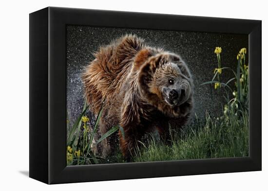 Brown-Bear, Ursus Arctos, Fur, Wet, Shakes-Ronald Wittek-Framed Premier Image Canvas