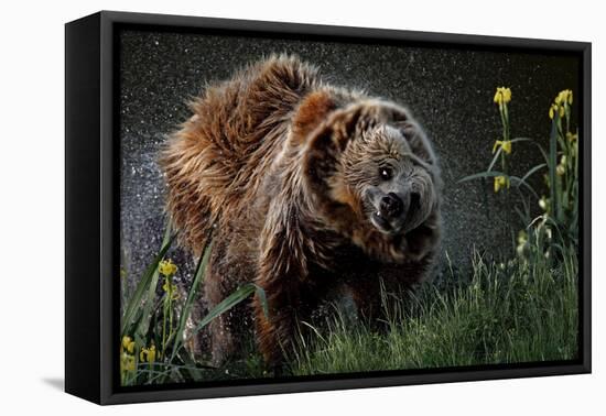 Brown-Bear, Ursus Arctos, Fur, Wet, Shakes-Ronald Wittek-Framed Premier Image Canvas