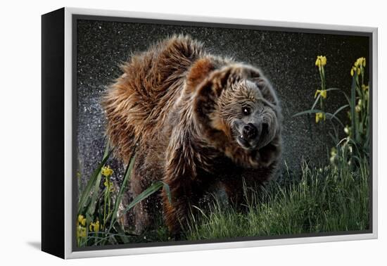 Brown-Bear, Ursus Arctos, Fur, Wet, Shakes-Ronald Wittek-Framed Premier Image Canvas