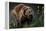 Brown-Bear, Ursus Arctos, Fur, Wet, Shakes-Ronald Wittek-Framed Premier Image Canvas