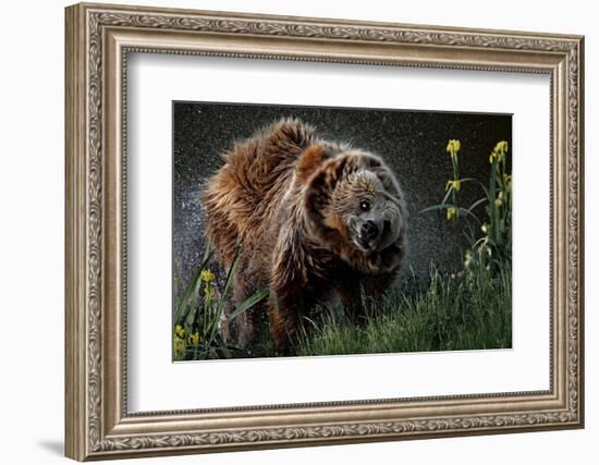 Brown-Bear, Ursus Arctos, Fur, Wet, Shakes-Ronald Wittek-Framed Photographic Print