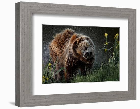 Brown-Bear, Ursus Arctos, Fur, Wet, Shakes-Ronald Wittek-Framed Photographic Print