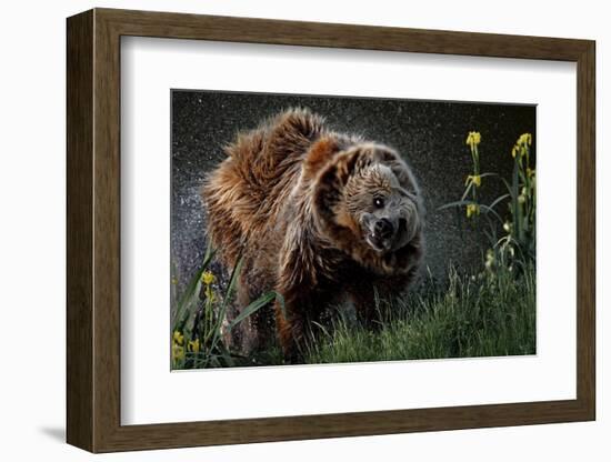 Brown-Bear, Ursus Arctos, Fur, Wet, Shakes-Ronald Wittek-Framed Photographic Print