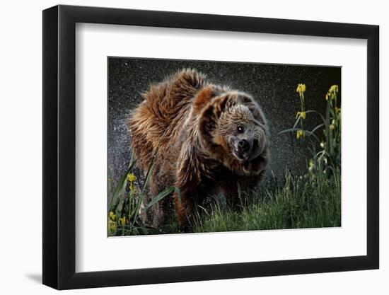 Brown-Bear, Ursus Arctos, Fur, Wet, Shakes-Ronald Wittek-Framed Photographic Print
