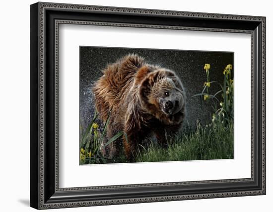 Brown-Bear, Ursus Arctos, Fur, Wet, Shakes-Ronald Wittek-Framed Photographic Print