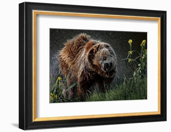 Brown-Bear, Ursus Arctos, Fur, Wet, Shakes-Ronald Wittek-Framed Photographic Print