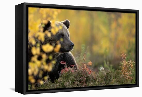 Brown bear (Ursus arctos) in autumnal forest, Finland, September-Danny Green-Framed Premier Image Canvas