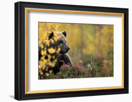 Brown bear (Ursus arctos) in autumnal forest, Finland, September-Danny Green-Framed Photographic Print