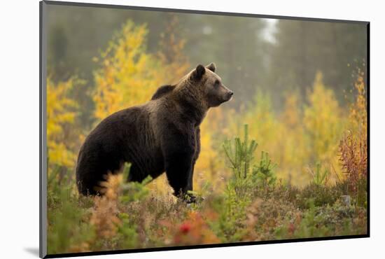 Brown bear (Ursus arctos) in autumnal forest, Finland, September-Danny Green-Mounted Photographic Print