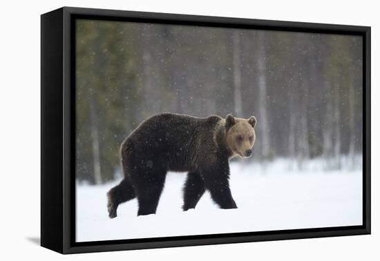 Brown Bear (Ursus arctos) in the snow, Finland, April-Danny Green-Framed Premier Image Canvas