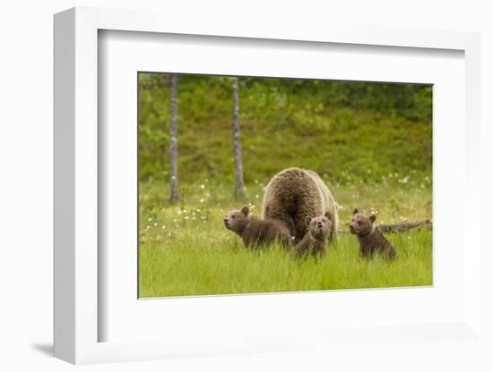 Brown Bear (Ursus Arctos) Mother and Cubs, Finland, Scandinavia, Europe-Andrew Sproule-Framed Photographic Print