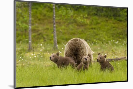 Brown Bear (Ursus Arctos) Mother and Cubs, Finland, Scandinavia, Europe-Andrew Sproule-Mounted Photographic Print