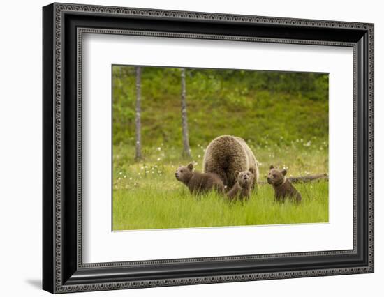 Brown Bear (Ursus Arctos) Mother and Cubs, Finland, Scandinavia, Europe-Andrew Sproule-Framed Photographic Print