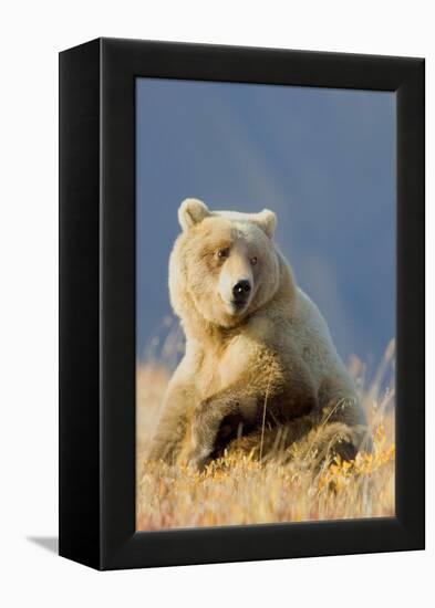 Brown Bear-Howard Ruby-Framed Premier Image Canvas