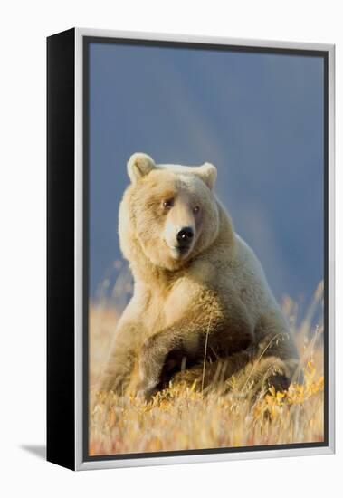 Brown Bear-Howard Ruby-Framed Premier Image Canvas