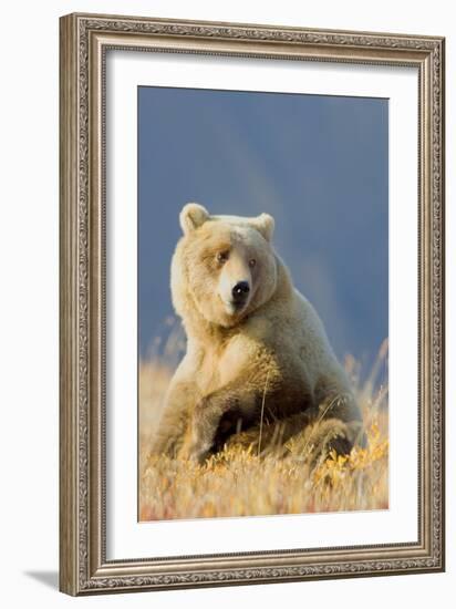 Brown Bear-Howard Ruby-Framed Photographic Print