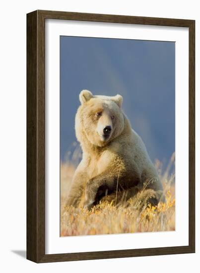 Brown Bear-Howard Ruby-Framed Photographic Print