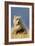 Brown Bear-Howard Ruby-Framed Photographic Print