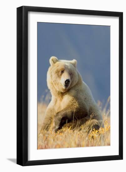 Brown Bear-Howard Ruby-Framed Photographic Print