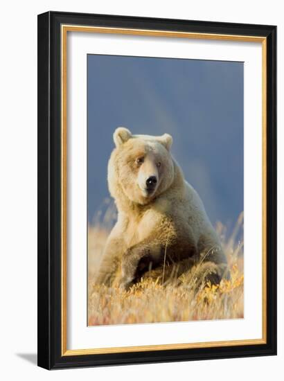 Brown Bear-Howard Ruby-Framed Photographic Print