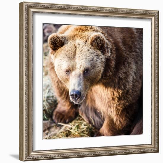 Brown Bear-l i g h t p o e t-Framed Photographic Print