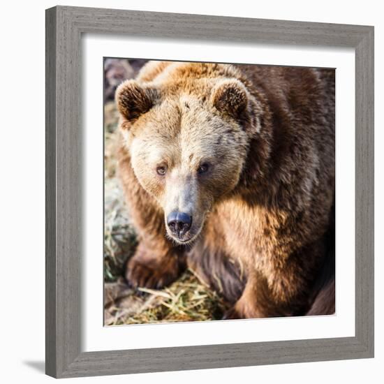 Brown Bear-l i g h t p o e t-Framed Photographic Print