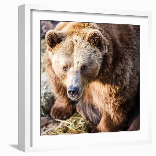 Brown Bear-l i g h t p o e t-Framed Photographic Print