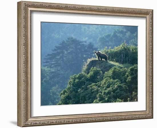 Brown Bear-null-Framed Photographic Print
