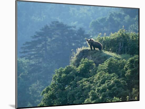 Brown Bear-null-Mounted Photographic Print