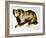 Brown Bear-Sydney Edmunds-Framed Giclee Print