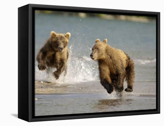 Brown Bears Chasing Each Other Beside Water, Kronotsky Nature Reserve, Kamchatka, Far East Russia-Igor Shpilenok-Framed Premier Image Canvas