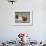 Brown Bears Chasing Each Other Beside Water, Kronotsky Nature Reserve, Kamchatka, Far East Russia-Igor Shpilenok-Framed Photographic Print displayed on a wall