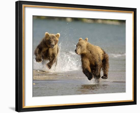 Brown Bears Chasing Each Other Beside Water, Kronotsky Nature Reserve, Kamchatka, Far East Russia-Igor Shpilenok-Framed Photographic Print