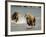Brown Bears Chasing Each Other Beside Water, Kronotsky Nature Reserve, Kamchatka, Far East Russia-Igor Shpilenok-Framed Photographic Print