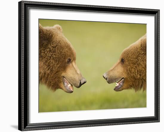 Brown Bears Facing Off at Hallo Bay-Paul Souders-Framed Photographic Print