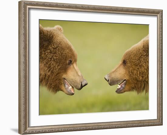 Brown Bears Facing Off at Hallo Bay-Paul Souders-Framed Photographic Print