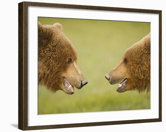 Brown Bears Facing Off at Hallo Bay-Paul Souders-Framed Photographic Print