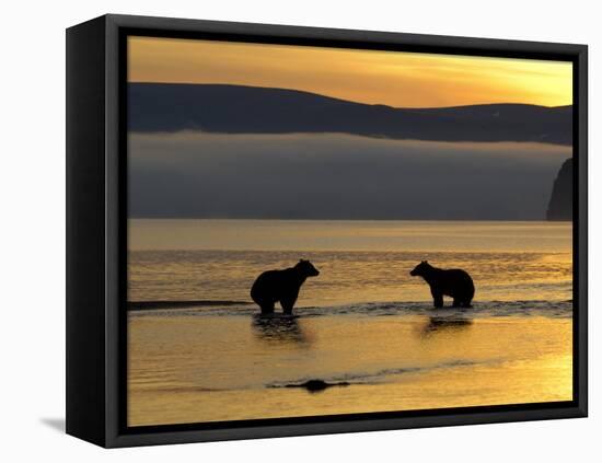 Brown Bears in Water at Sunrise, Kronotsky Nature Reserve, Kamchatka, Far East Russia-Igor Shpilenok-Framed Premier Image Canvas