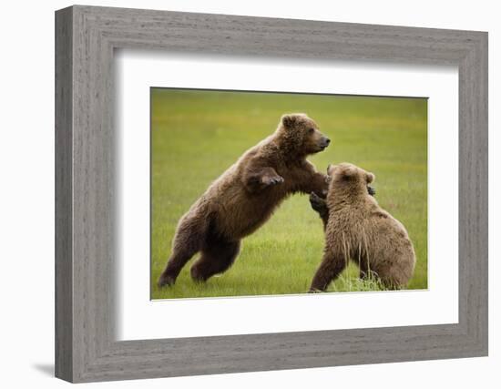 Brown Bears Sparring in Meadow at Hallo Bay-Paul Souders-Framed Photographic Print