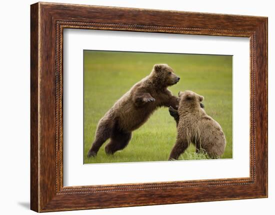 Brown Bears Sparring in Meadow at Hallo Bay-Paul Souders-Framed Photographic Print