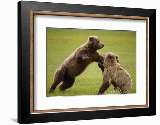 Brown Bears Sparring in Meadow at Hallo Bay-Paul Souders-Framed Photographic Print