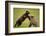 Brown Bears Sparring in Meadow at Hallo Bay-Paul Souders-Framed Photographic Print