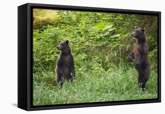 Brown Bears Standing on Baranof Island-null-Framed Premier Image Canvas