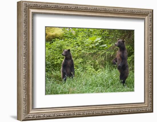 Brown Bears Standing on Baranof Island-null-Framed Photographic Print